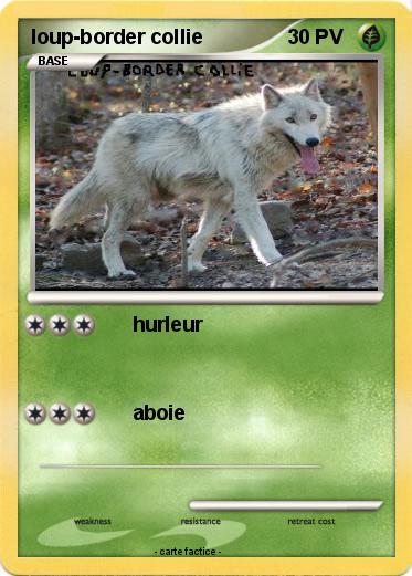 Pokemon loup-border collie