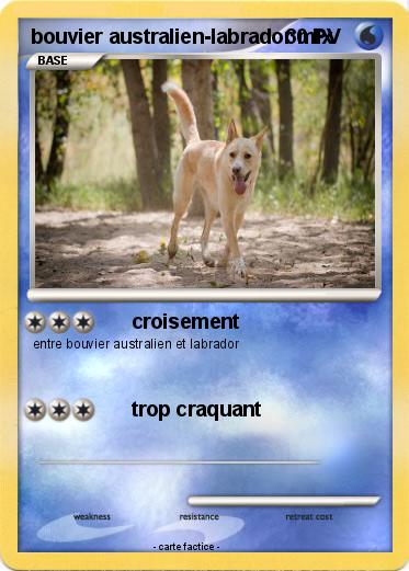 Pokemon bouvier australien-labrador mix