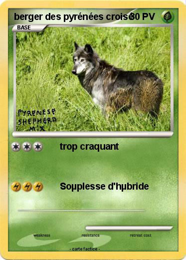 Pokemon berger des pyrénées croisé