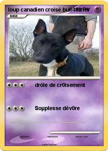 Pokemon loup canadien croisé bull-terrier