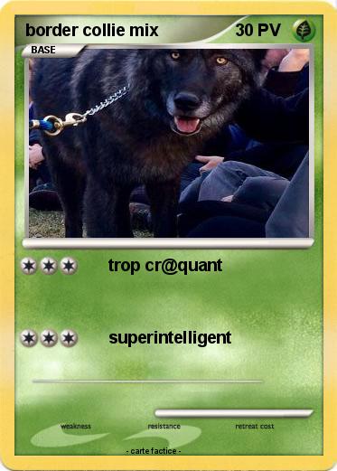 Pokemon border collie mix