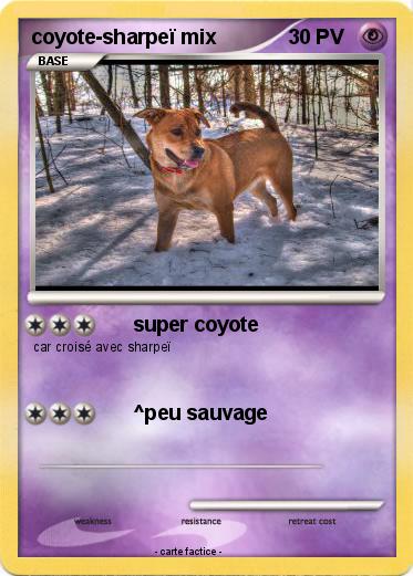 Pokemon coyote-sharpeï mix