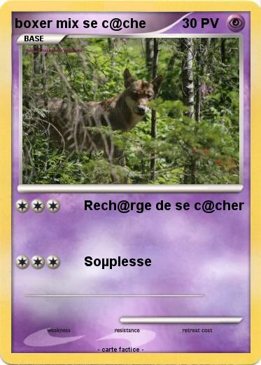Pokemon boxer mix se c@che
