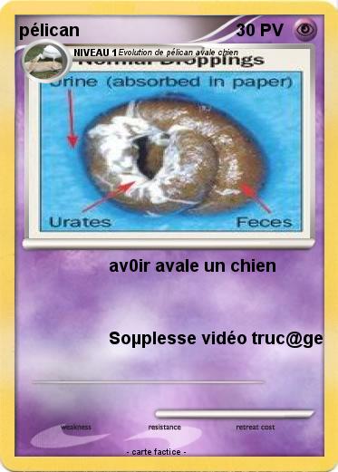 Pokemon pélican