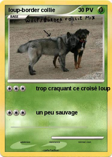 Pokemon loup-border collie