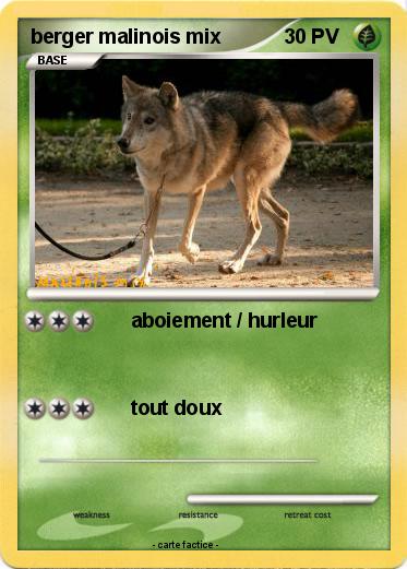 Pokemon berger malinois mix