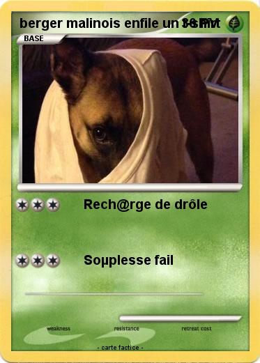 Pokemon berger malinois enfile un t-shirt