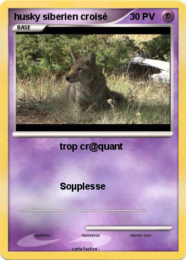 Pokemon husky siberien croisé