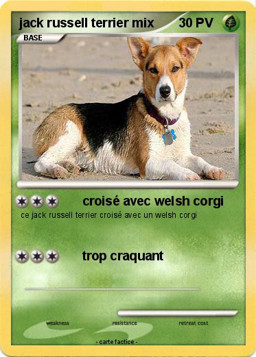Pokemon jack russell terrier mix