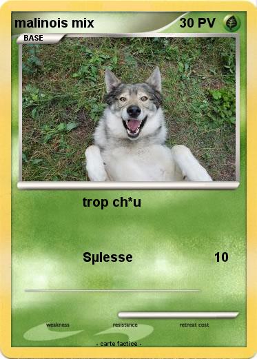 Pokemon malinois mix