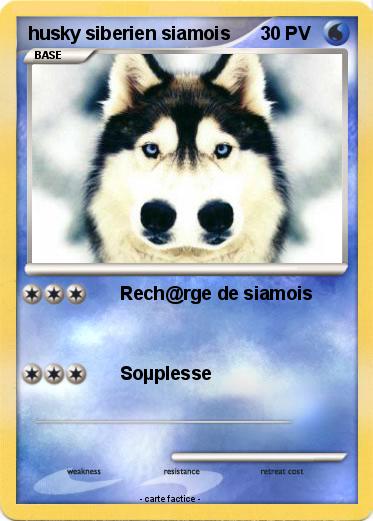 Pokemon husky siberien siamois