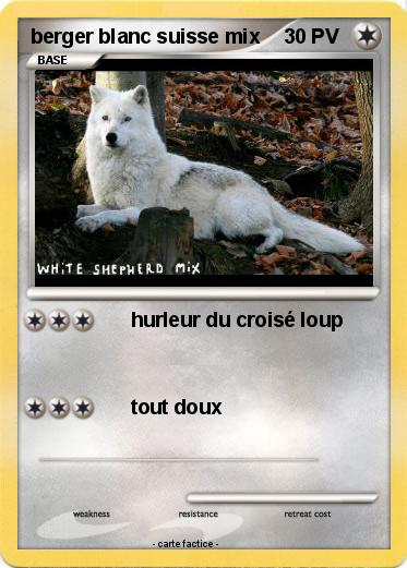 Pokemon berger blanc suisse mix