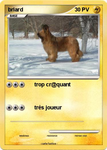 Pokemon briard