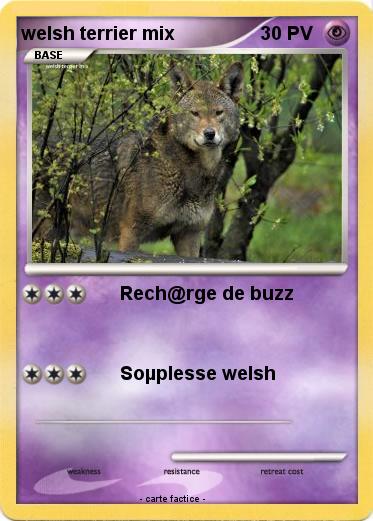 Pokemon welsh terrier mix