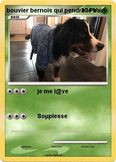 Pokemon bouvier bernois qui pendre le bain