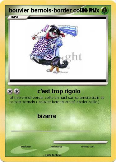 Pokemon bouvier bernois-border collie mix