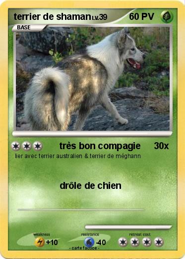 Pokemon terrier de shaman