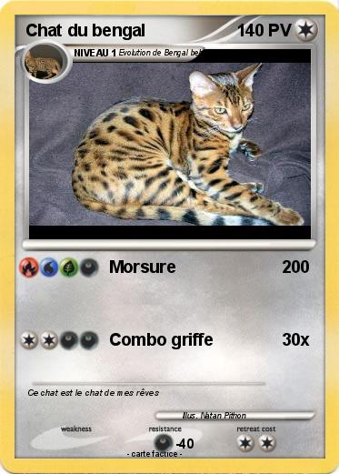 Pokemon Chat du bengal