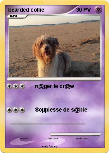 Pokemon bearded collie