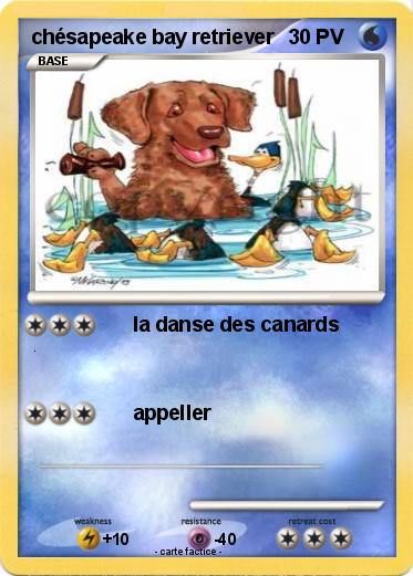 Pokemon chésapeake bay retriever