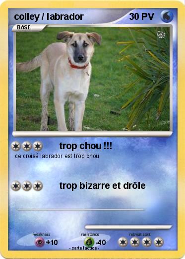 Pokemon colley / labrador
