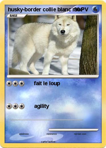 Pokemon husky-border collie blanc mix