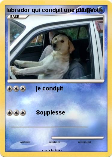 Pokemon labrador qui condµit une peugeot