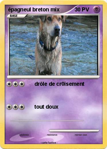 Pokemon épagneul breton mix