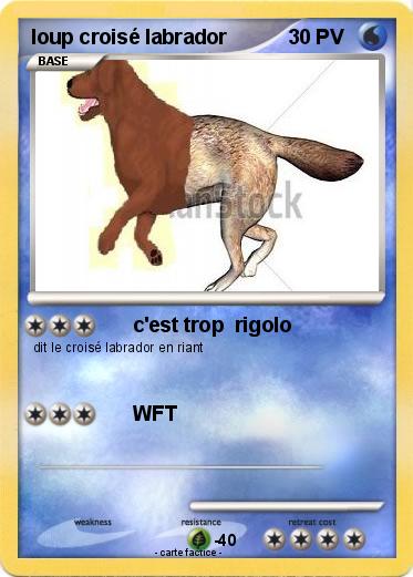 Pokemon loup croisé labrador