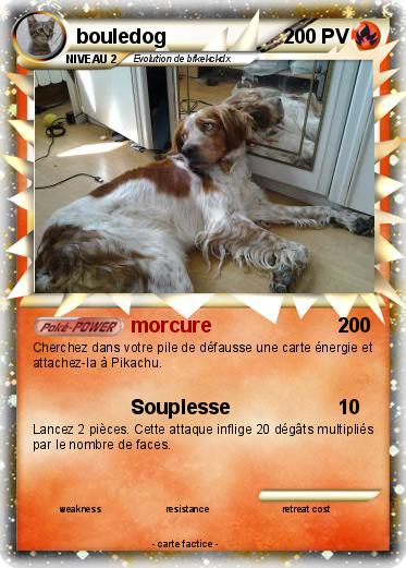 Pokemon bouledog