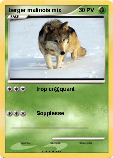 Pokemon berger malinois mix