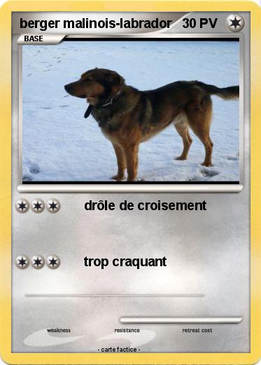 Pokemon berger malinois-labrador