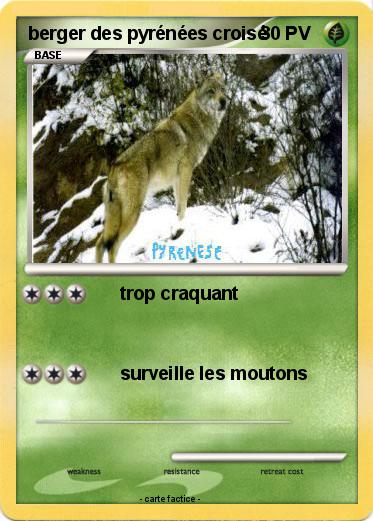 Pokemon berger des pyrénées croisé