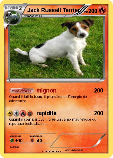 Pokemon Jack Russell Terrier