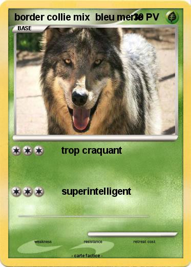 Pokemon border collie mix  bleu merle