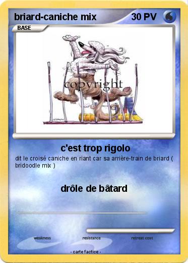 Pokemon briard-caniche mix