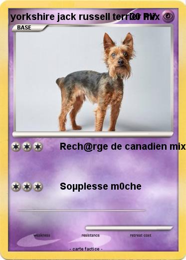 Pokemon yorkshire jack russell terrier mix