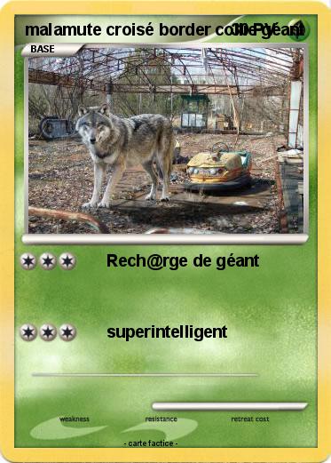 Pokemon malamute croisé border collie géant