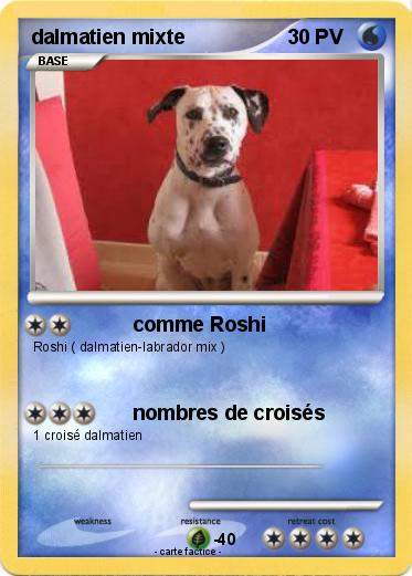Pokemon dalmatien mixte