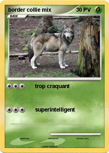 Pokemon border collie mix