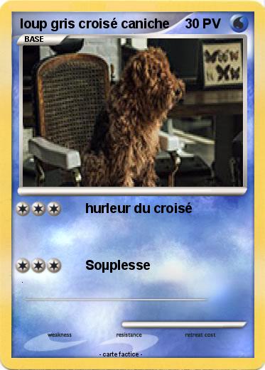 Pokemon loup gris croisé caniche