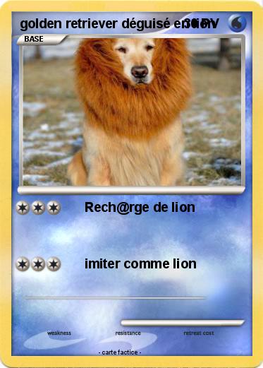 Pokemon golden retriever déguisé en lion