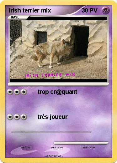 Pokemon irish terrier mix