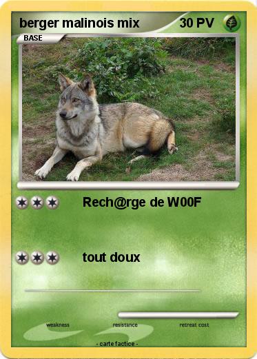 Pokemon berger malinois mix