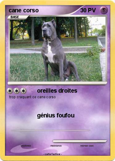 Pokemon cane corso