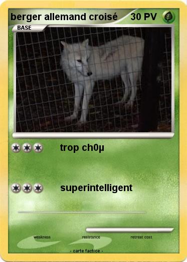 Pokemon berger allemand croisé