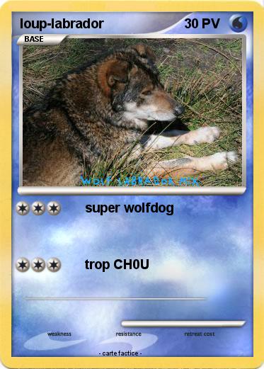 Pokemon loup-labrador