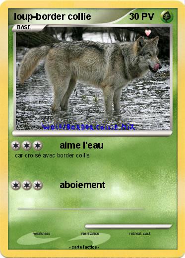 Pokemon loup-border collie