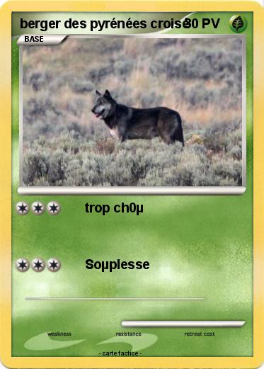 Pokemon berger des pyrénées croisé