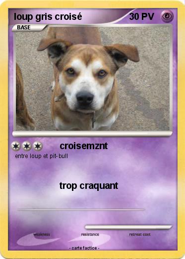 Pokemon loup gris croisé